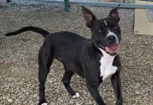 BONUS Pet of the Week: Take a walk with Gracie!