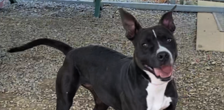 BONUS Pet of the Week: Take a walk with Gracie!