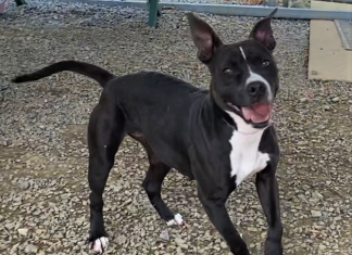 BONUS Pet of the Week: Take a walk with Gracie!