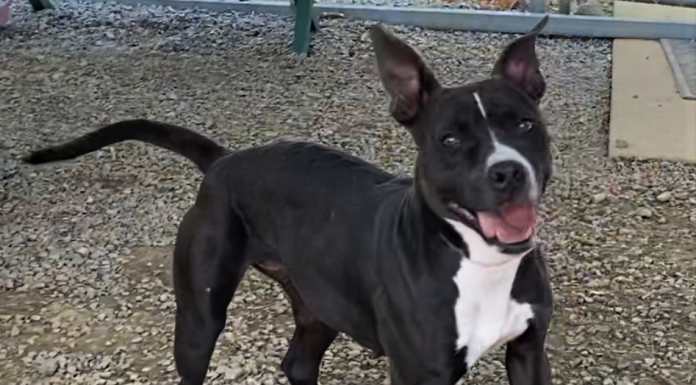 BONUS Pet of the Week: Take a walk with Gracie!