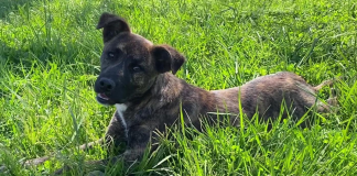 Pet of the Week: Cut loose with Ivy!