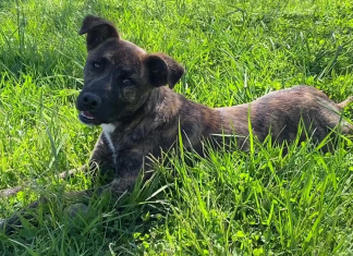 Pet of the Week: Cut loose with Ivy!