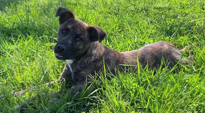 Pet of the Week: Cut loose with Ivy!