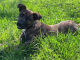 Pet of the Week: Cut loose with Ivy!