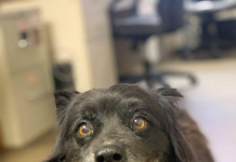 Pet of the Week: Relax with Mary!