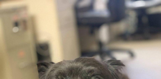 Pet of the Week: Relax with Mary!