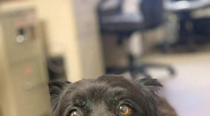 Pet of the Week: Relax with Mary!