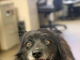Pet of the Week: Relax with Mary!