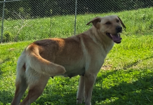 Pet of the Week: Let Peaches be your spring treat!