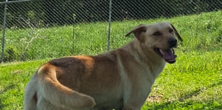 Pet of the Week: Let Peaches be your spring treat!