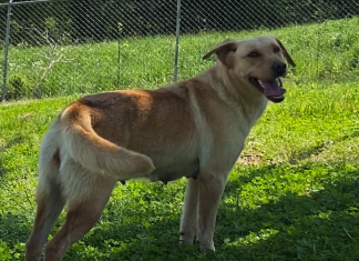 Pet of the Week: Let Peaches be your spring treat!