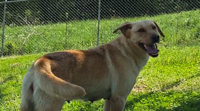 Pet of the Week: Let Peaches be your spring treat!