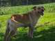 Pet of the Week: Let Peaches be your spring treat!