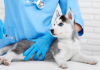 Vaccinating pets is crucial in protection against rabies