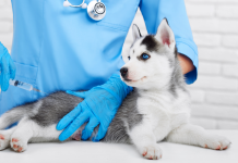 Vaccinating pets is crucial in protection against rabies