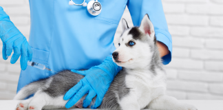 Vaccinating pets is crucial in protection against rabies