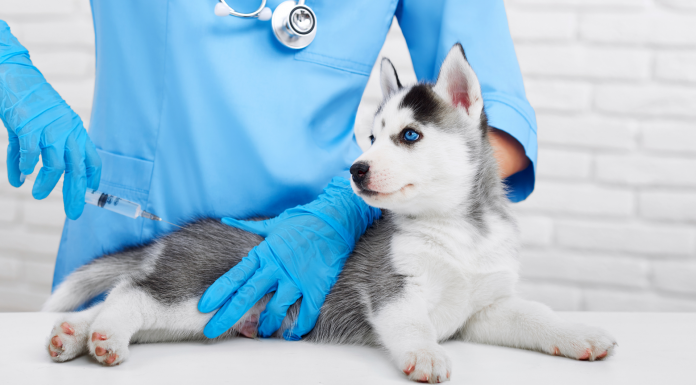 Vaccinating pets is crucial in protection against rabies