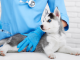 Vaccinating pets is crucial in protection against rabies