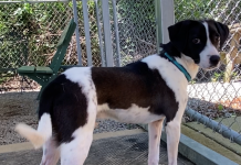 BONUS Pet of the Week: Have fun with Cooper!