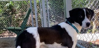 BONUS Pet of the Week: Have fun with Cooper!