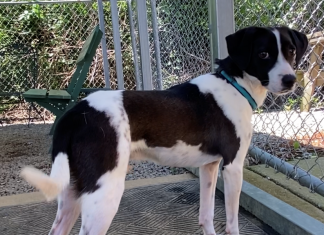 BONUS Pet of the Week: Have fun with Cooper!