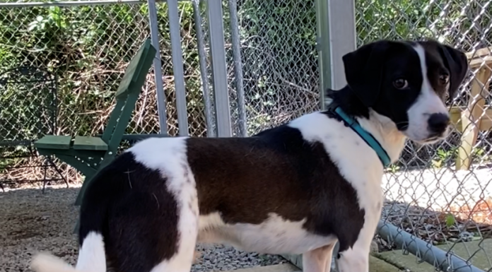 BONUS Pet of the Week: Have fun with Cooper!