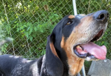 Pet of the Week: Finish the school year with a great Grady!