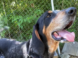 Pet of the Week: Finish the school year with a great Grady!