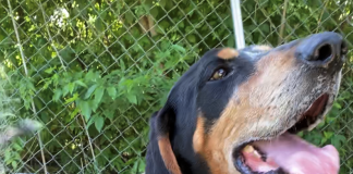 Pet of the Week: Finish the school year with a great Grady!