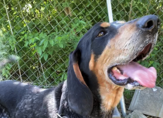 Pet of the Week: Finish the school year with a great Grady!