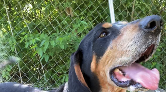 Pet of the Week: Finish the school year with a great Grady!