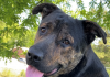 Pet of the Week: Relax with Big Jake!