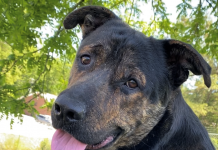 Pet of the Week: Relax with Big Jake!