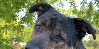 Pet of the Week: Relax with Big Jake!