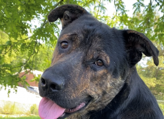 Pet of the Week: Relax with Big Jake!