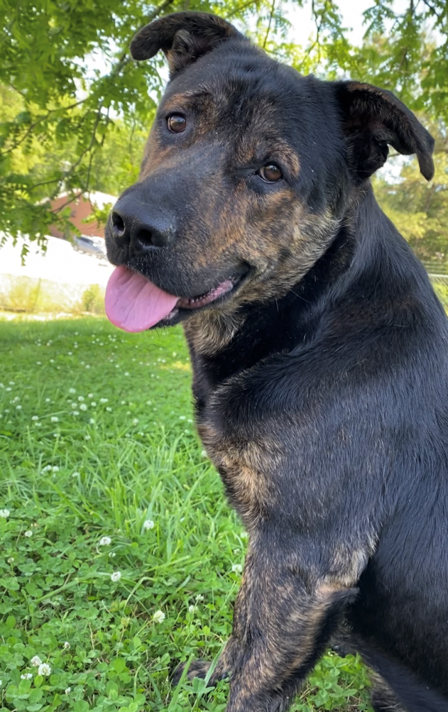 Pet of the Week Relax with Big Jake! The Cullman Tribune