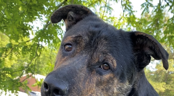 Pet of the Week: Relax with Big Jake!