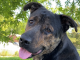 Pet of the Week: Relax with Big Jake!