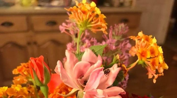 Mother’s Day: Local mothers share what they’d love the most!