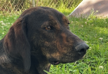 BONUS Pet of the Week: Make friends with Moxie!