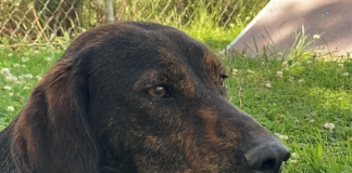 BONUS Pet of the Week: Make friends with Moxie!