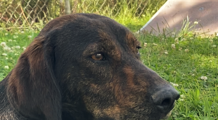 BONUS Pet of the Week: Make friends with Moxie!