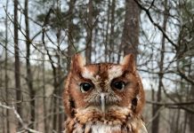 Oak Mountain State Park Interpretive Center reopens May 22