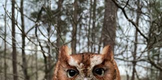 Oak Mountain State Park Interpretive Center reopens May 22