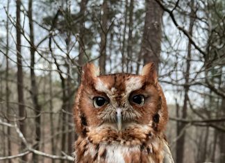 Oak Mountain State Park Interpretive Center reopens May 22