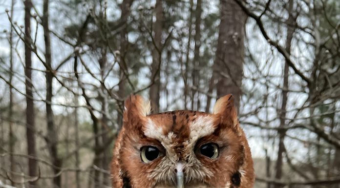 Oak Mountain State Park Interpretive Center reopens May 22