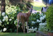 Deer: Attract or deter?