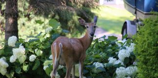 Deer: Attract or deter?