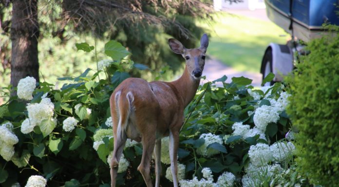 Deer: Attract or deter?