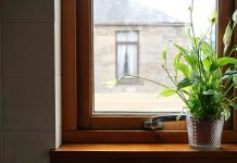 Over vs. under watering house plants